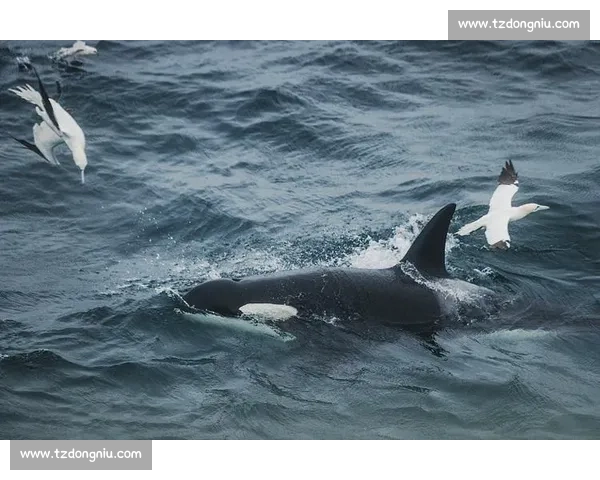 海焰之灵亮相！白海豚跃浪燃动湾区全运激情